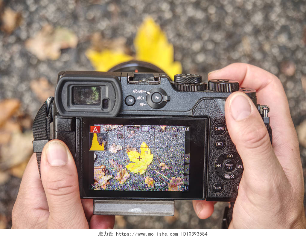 相机拍摄秋天的落叶用相机拍摄秋天的照片。 漂亮的彩色叶子 